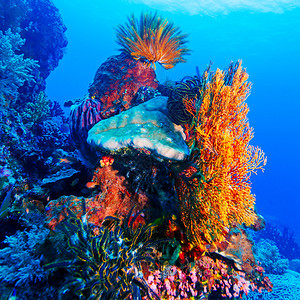 印度尼西亚巴厘岛多彩热带珊瑚礁上的图片