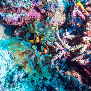阿内尼在印度尼西亚巴厘热带珊瑚礁附近与阿内莫尼鱼相背景