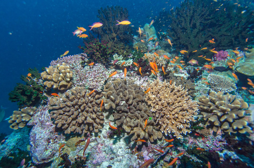 马尔代夫深水珊瑚礁图片