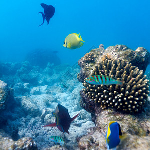 马尔代夫热带珊瑚礁生态系统的鱼类和海底图片
