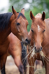 两匹马吃干草图片