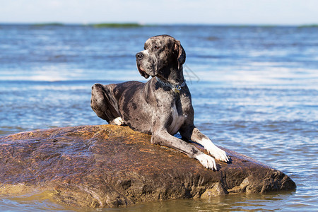 海中岩石上的獒犬图片