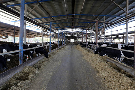 谷仓里的奶牛准备挤奶图片
