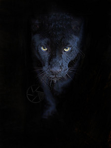 黑豹的肖像背景图片