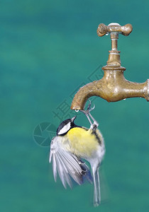 口渴的鸟从水龙头里喝水图片