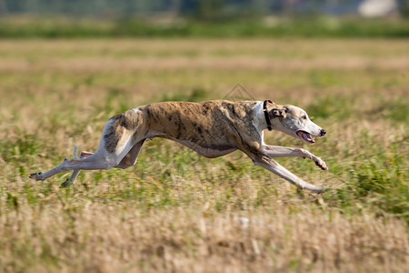 惠比特犬在田野里奔跑高清图片