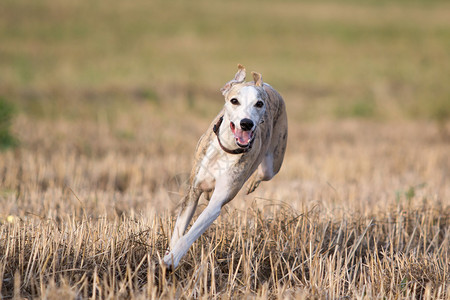 惠比特犬在田野里奔跑图片