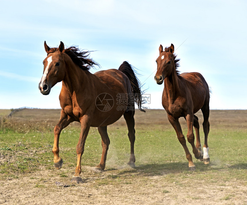一群马在田野上奔跑图片