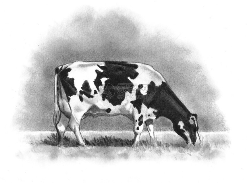 霍斯坦奶牛在夏季牧场图片