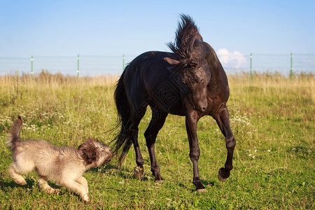 黑马和野狗图片