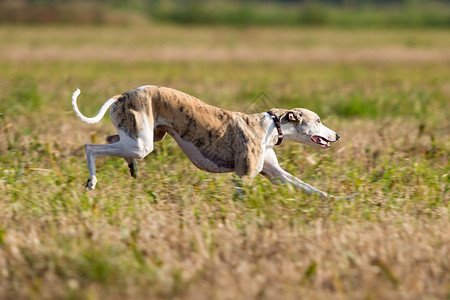 惠比特犬在田野里奔跑图片