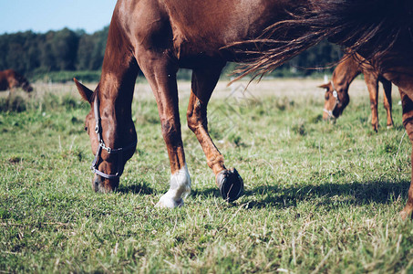 马吃草的低视角图片