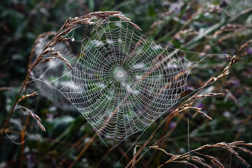 草背景上的蜘蛛网图片