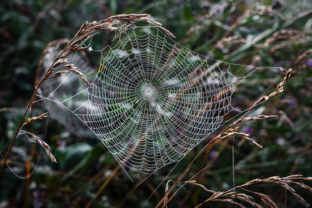 草背景上的蜘蛛网图片