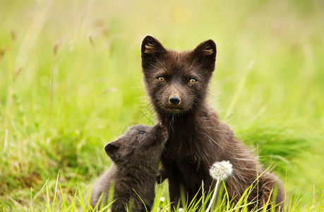 北极女狐狸与可爱的小幼崽在冰山草原图片