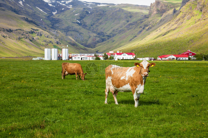 BrownHolstein牛在冰岛牧场放牧图片