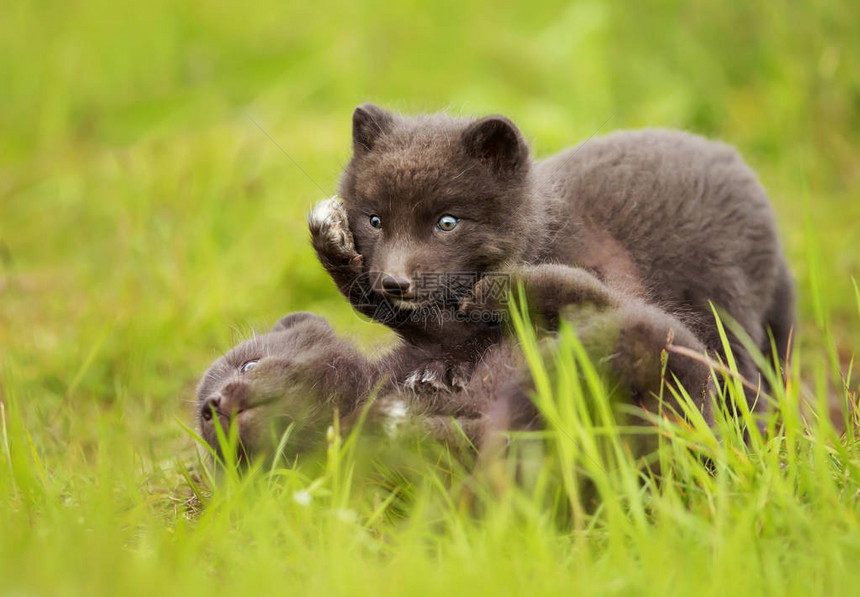 北极狐狸幼崽在冰岛图片