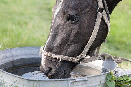 马从水槽里喝水图片