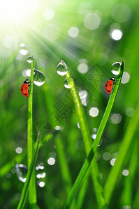 春天草和小瓢虫上的新鲜晨露图片