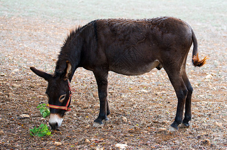 驴在农场吃草背景图片