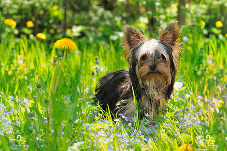 岁时的小狗约克夏犬在草丛中背景图片
