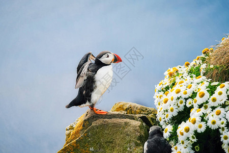 海雀在冰岛海鸟在陡峭的悬崖上冰岛西峡湾的鸟类与野生动物组成鸟图片