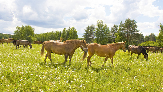 棕色马群在草地上行走与野生的卡米耳牛背景图片