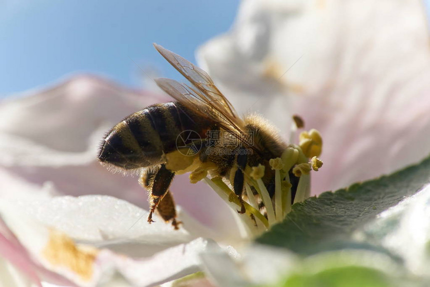 蜜蜂采集花粉宏图片