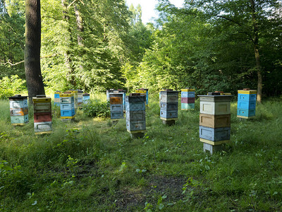 将蜜蜂转移到可耕地背景图片