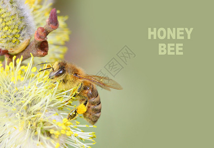 欧洲蜜蜂Apismellifera授粉山羊柳Salixc图片