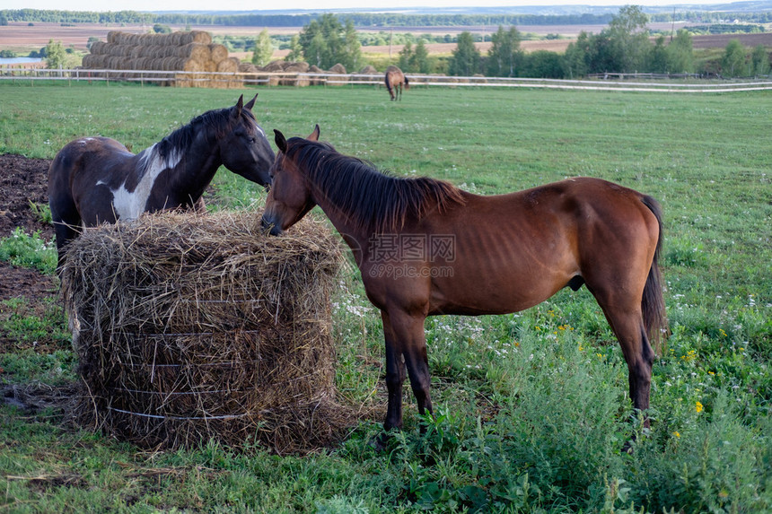 夏天两匹马和一匹栗子平托彩色的椰子图片