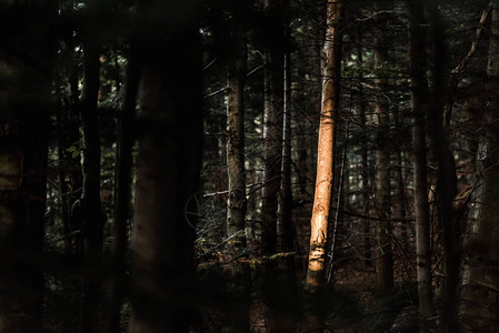 黑暗森林树干上的阳光图片