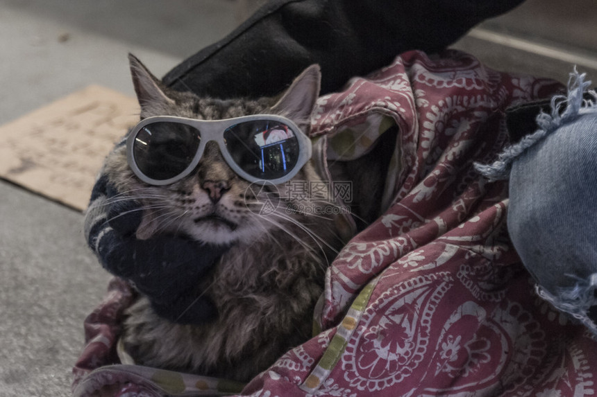 2014年12月18日内华达州拉斯维加斯夜里坐在毯子上戴墨镜的流浪猫在2014年图片