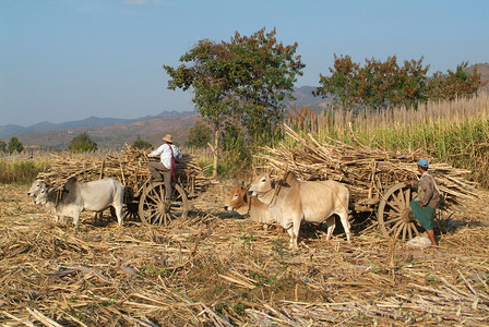 缅甸农民图片