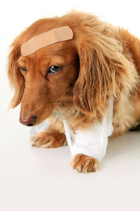 生病的腊肠狗戴着绷带和绷带图片