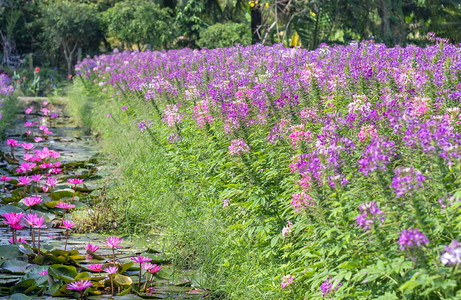 生态园池塘下开着美丽的紫色花朵的睡莲插画