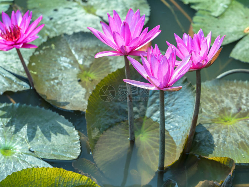 睡莲盛开的季节图片