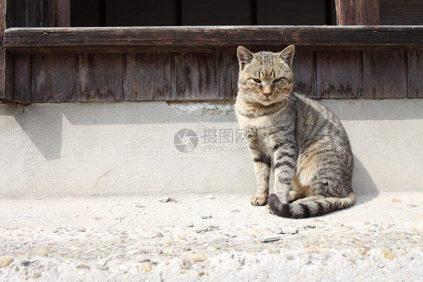 坐在墙边的流浪猫图片