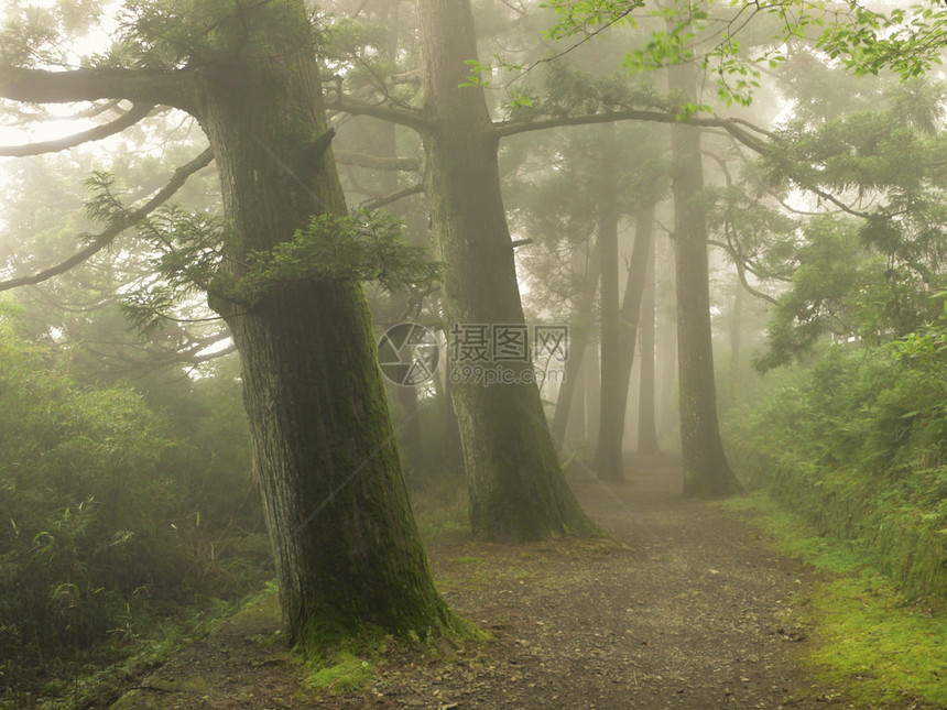 日本杉林的迷雾之路图片