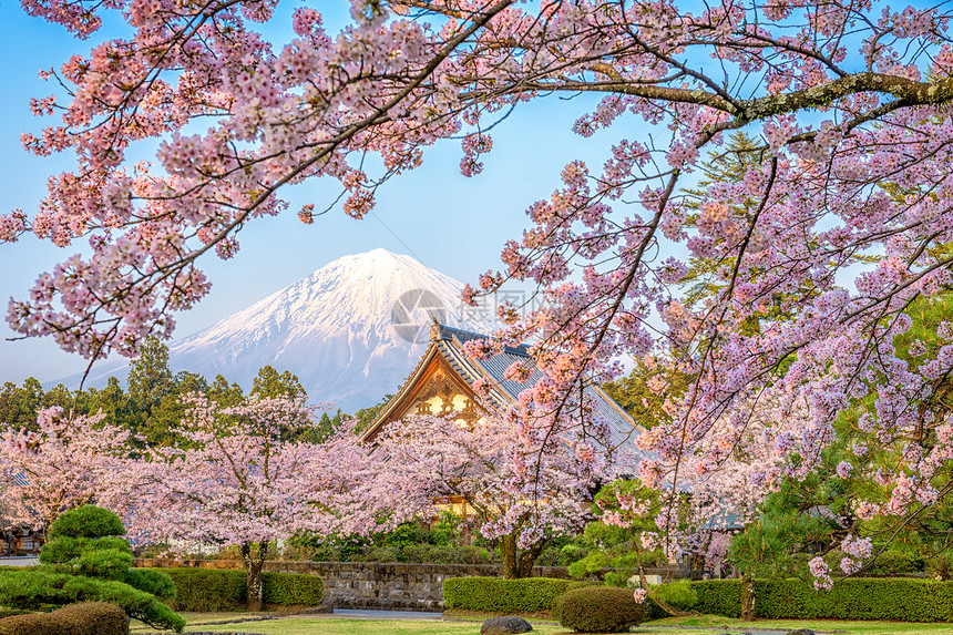 日本富士山的春天景色图片