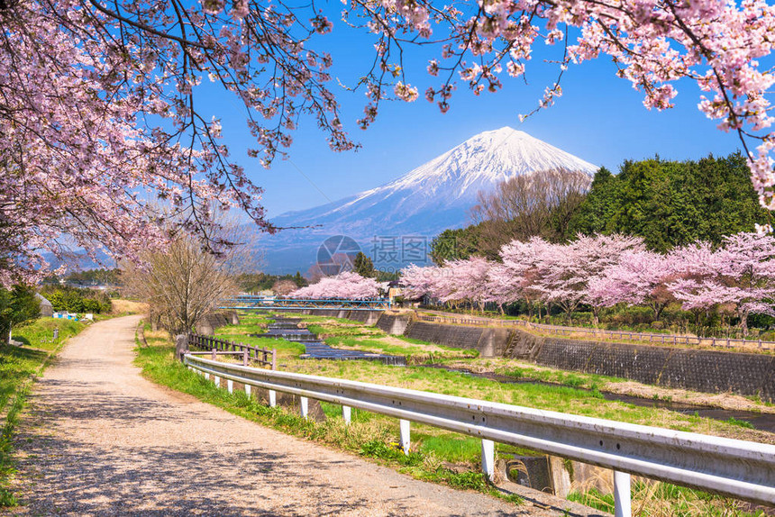 在春季从静冈县看到的富士山图片