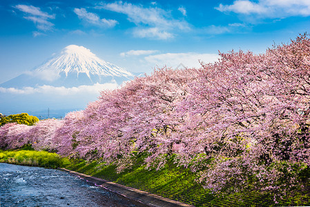 日本富士山的春天风景图片