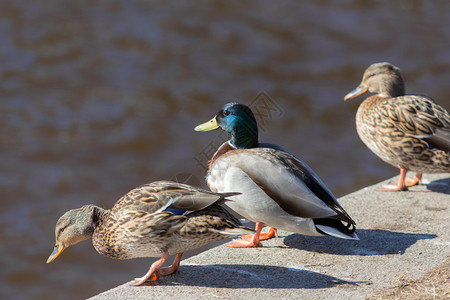 春天河上的三只鸭子图片