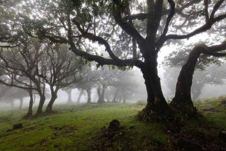 迷雾森林中的月桂树图片