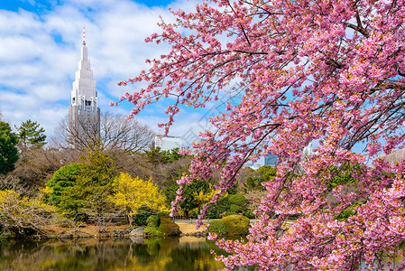 日本东京的新宿公园春景图片