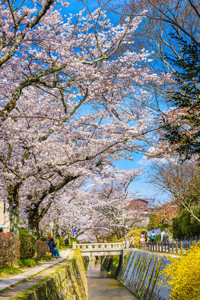 日本京都被樱花树覆盖的小路图片