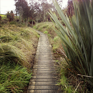 在新西兰风景的木板路图片