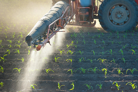春天拖拉机给玉米施肥高清图片
