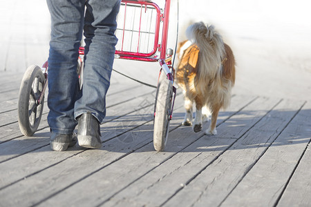 老人在阳光明媚的日子里带着步行架说话的狗散步图片