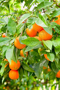 树上成熟的橙子特写图片